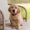 Image of Jolene, a Golden Retriever puppy
