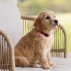 Image of Jolene, a Golden Retriever puppy