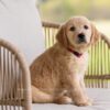Image of Jolene, a Golden Retriever puppy