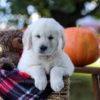 Image of Kenzo, a Golden Retriever puppy