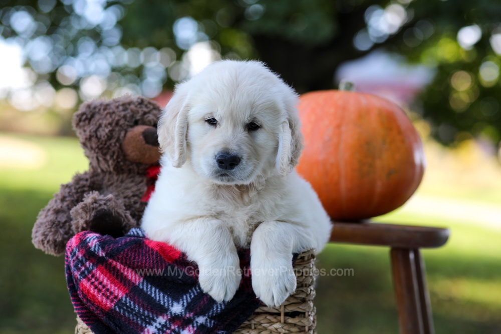 Kenzo Image of Kenzo, a Golden Retriever puppy