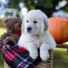 Image of Kenzo, a Golden Retriever puppy