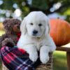 Image of Kenzo, a Golden Retriever puppy