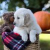 Image of Kenzo, a Golden Retriever puppy