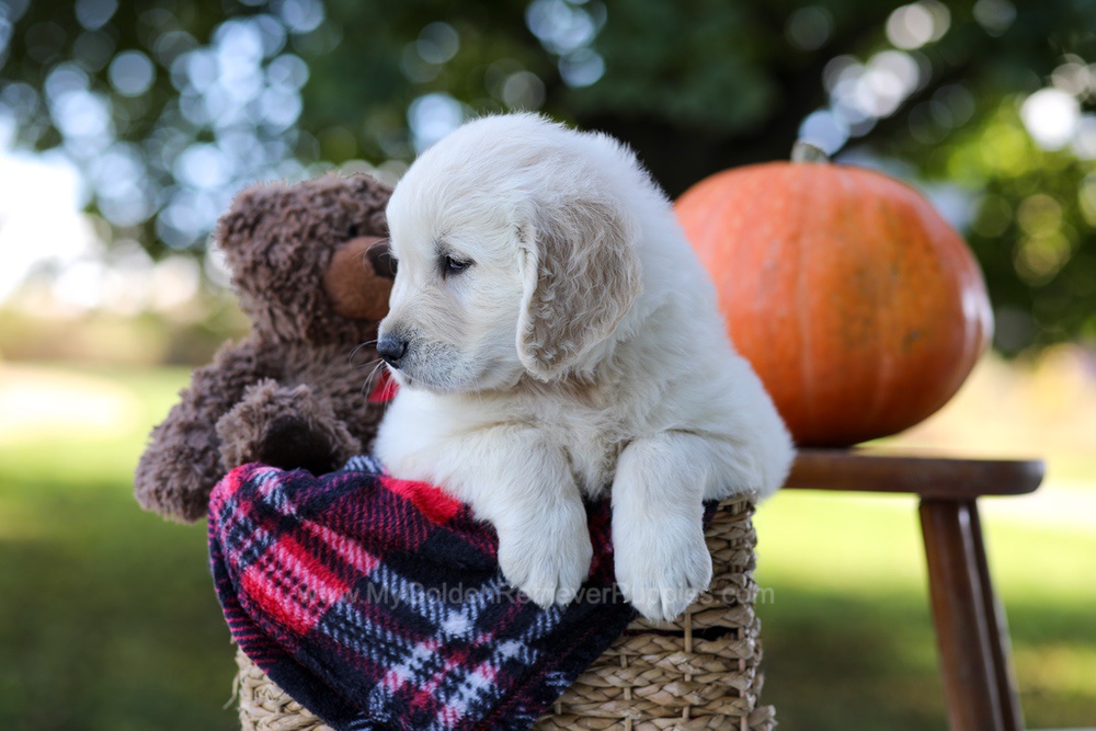Kenzo Image of Kenzo, a Golden Retriever puppy