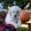 Image of Kenzo, a Golden Retriever puppy
