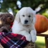 Image of Kenzo, a Golden Retriever puppy