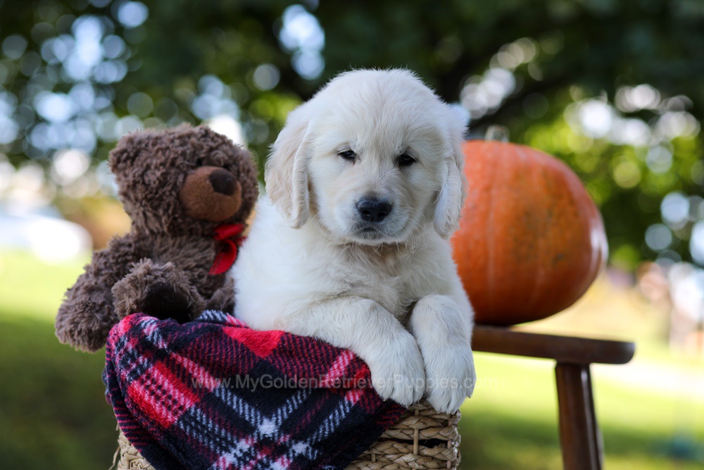 Kenzo Image of Kenzo, a Golden Retriever puppy