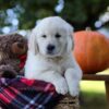 Image of Kenzo, a Golden Retriever puppy