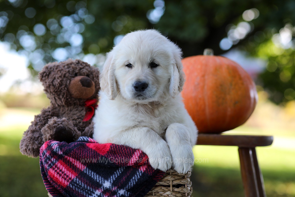 Kenzo Image of Kenzo, a Golden Retriever puppy