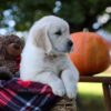 Image of Kenzo, a Golden Retriever puppy