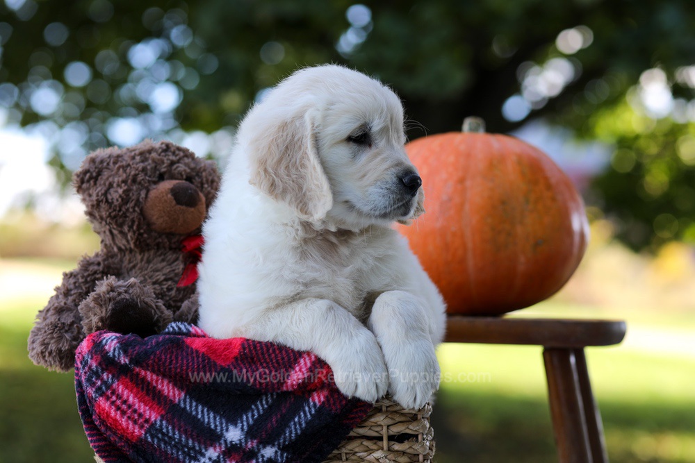 Kenzo Image of Kenzo, a Golden Retriever puppy