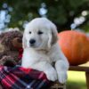 Image of Kenzo, a Golden Retriever puppy