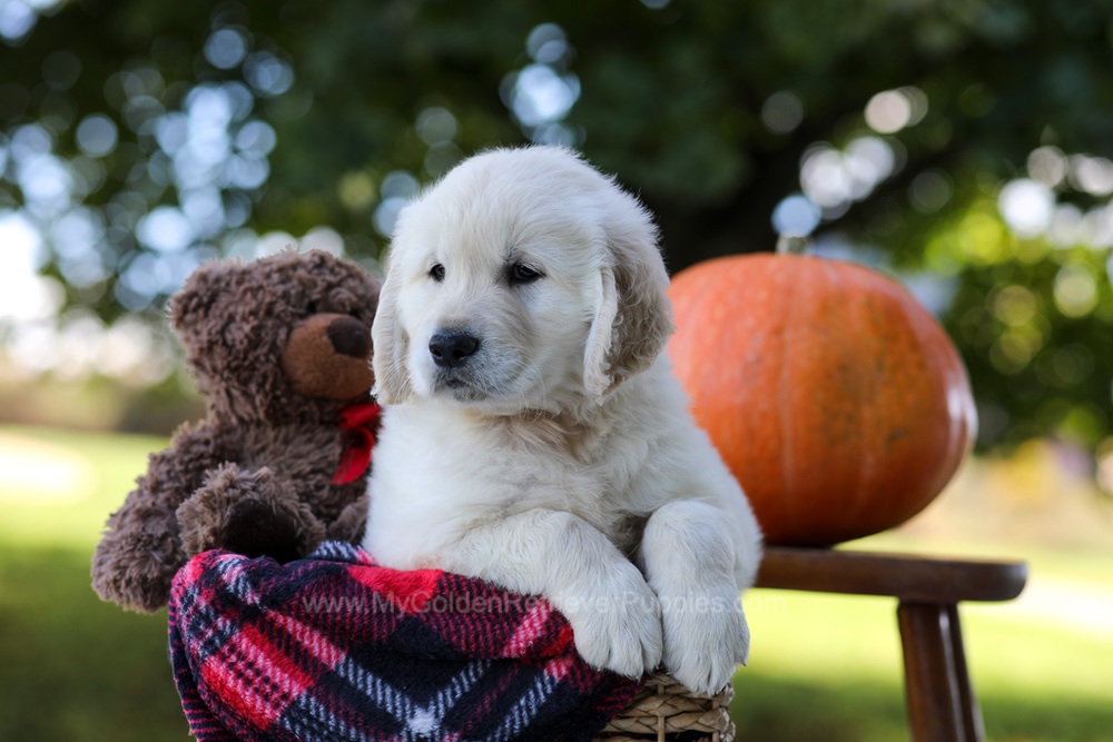 Kenzo Image of Kenzo, a Golden Retriever puppy
