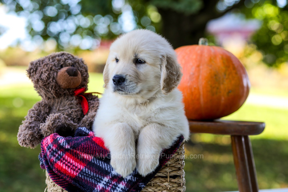 Kiara Image of Kiara, a Golden Retriever puppy