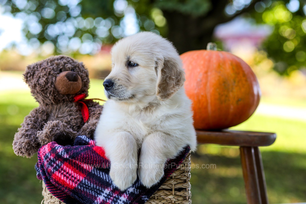 Kiara Image of Kiara, a Golden Retriever puppy