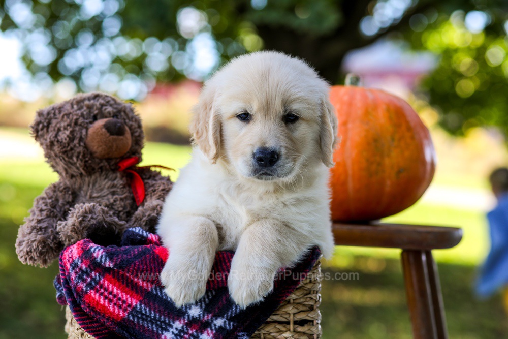 Kiara Image of Kiara, a Golden Retriever puppy