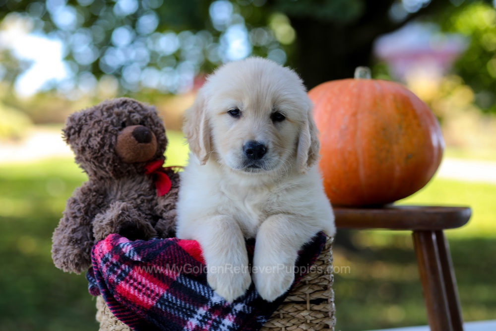 Kiara Image of Kiara, a Golden Retriever puppy