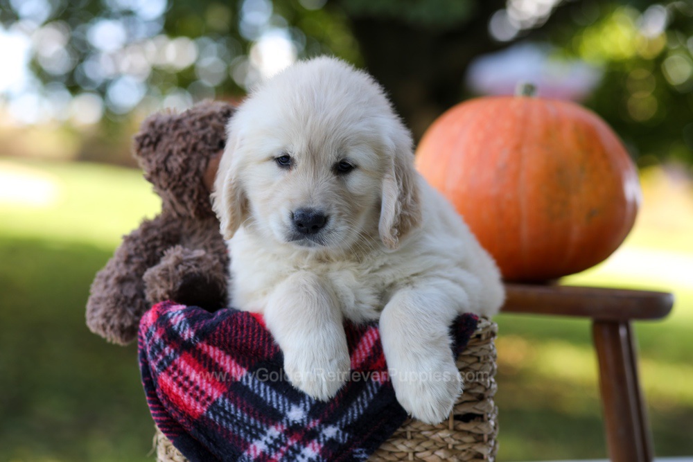 Kobe Image of Kobe, a Golden Retriever puppy