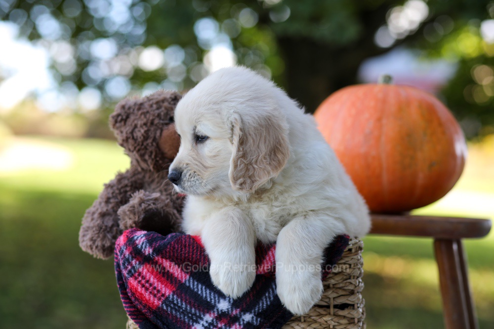 Kobe Image of Kobe, a Golden Retriever puppy