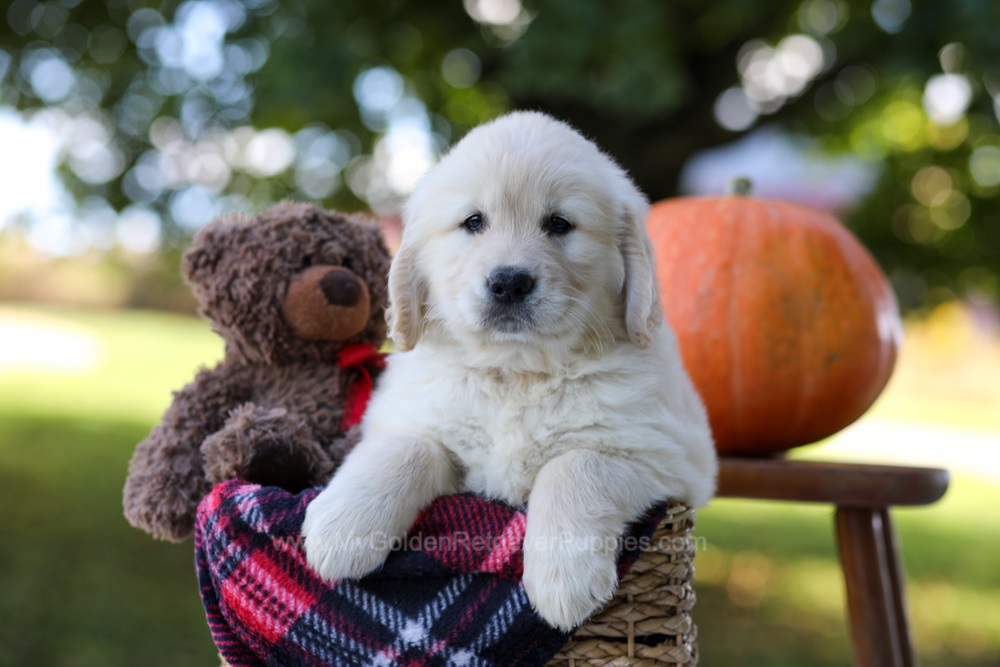 Kobe Image of Kobe, a Golden Retriever puppy