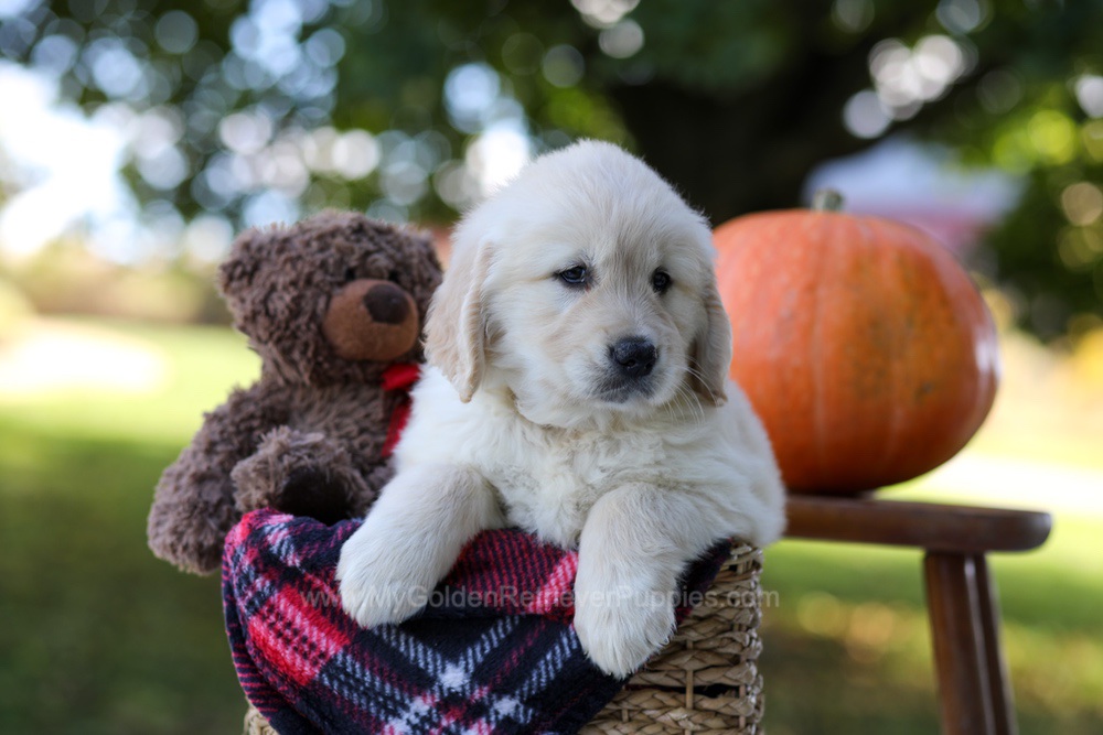 Kobe Image of Kobe, a Golden Retriever puppy