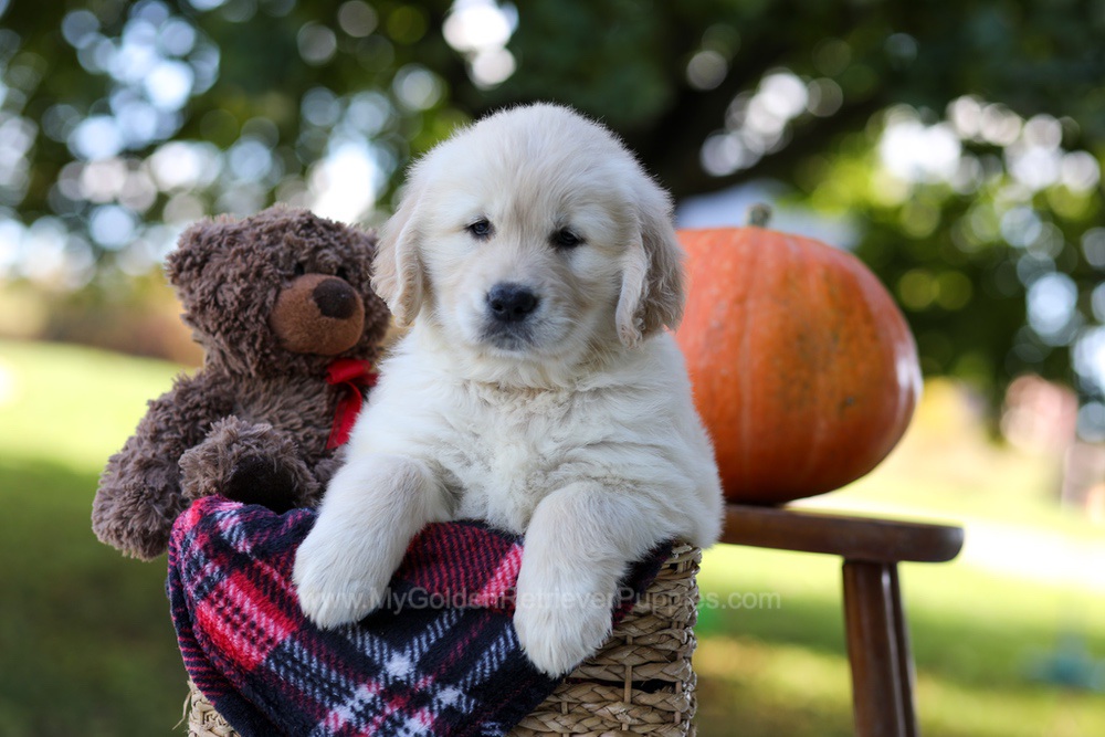 Kobe Image of Kobe, a Golden Retriever puppy