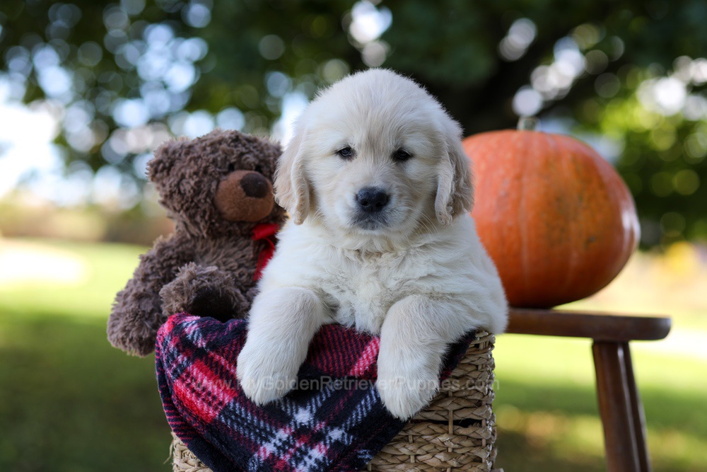 Kobe Image of Kobe, a Golden Retriever puppy