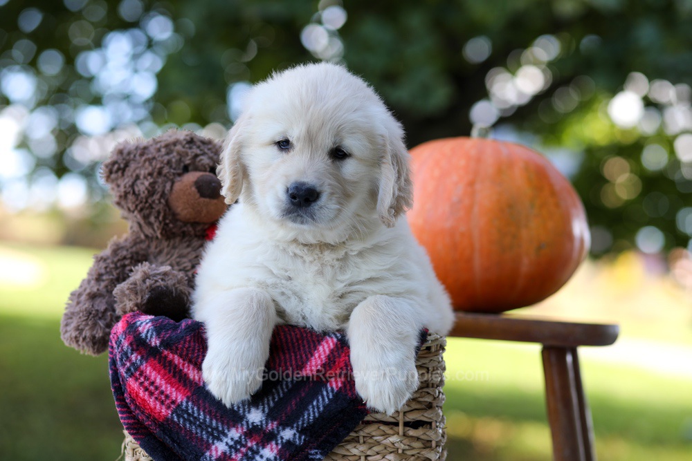Kobe Image of Kobe, a Golden Retriever puppy