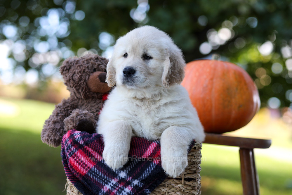 Kobe Image of Kobe, a Golden Retriever puppy