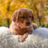 Image of Mi-Yum, a Golden Retriever puppy