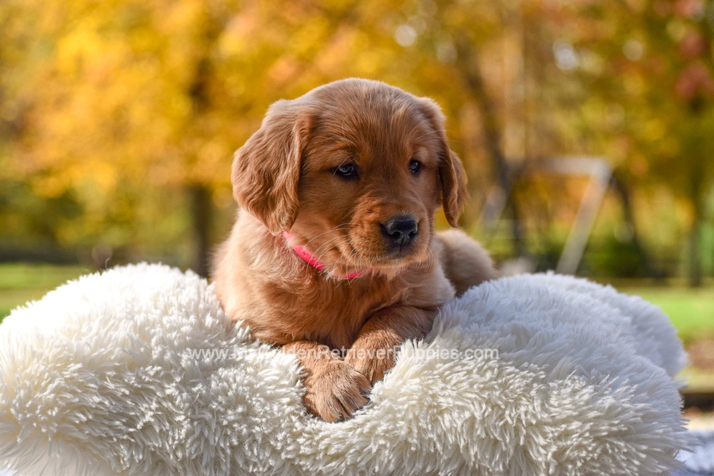 Mi-Yum Image of Mi-Yum, a Golden Retriever puppy
