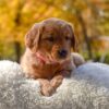 Image of Mi-Yum, a Golden Retriever puppy