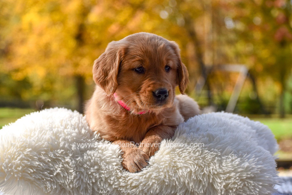 Mi-Yum Image of Mi-Yum, a Golden Retriever puppy