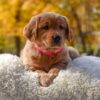 Image of Mi-Yum, a Golden Retriever puppy