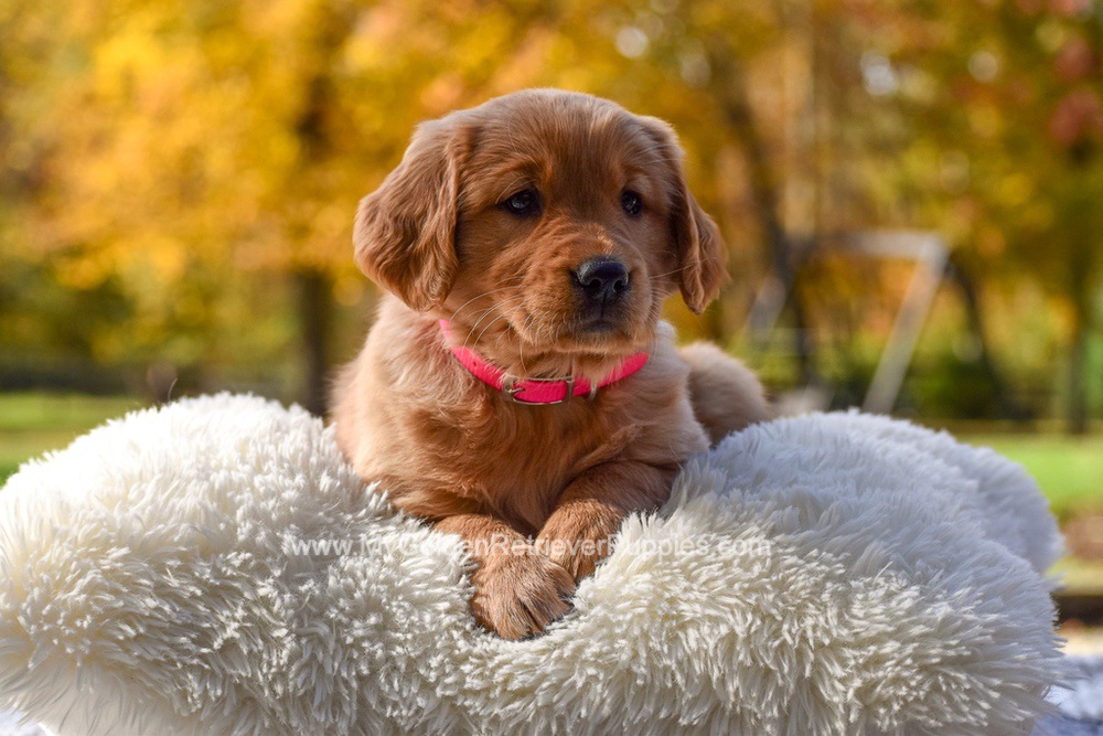 Mi-Yum Image of Mi-Yum, a Golden Retriever puppy