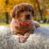 Image of Mi-Yum, a Golden Retriever puppy