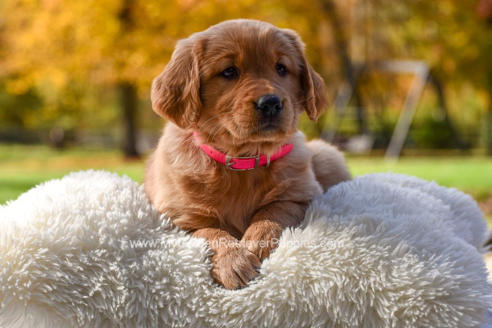 Mi-Yum Image of Mi-Yum, a Golden Retriever puppy