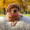 Image of Mi-Yum, a Golden Retriever puppy