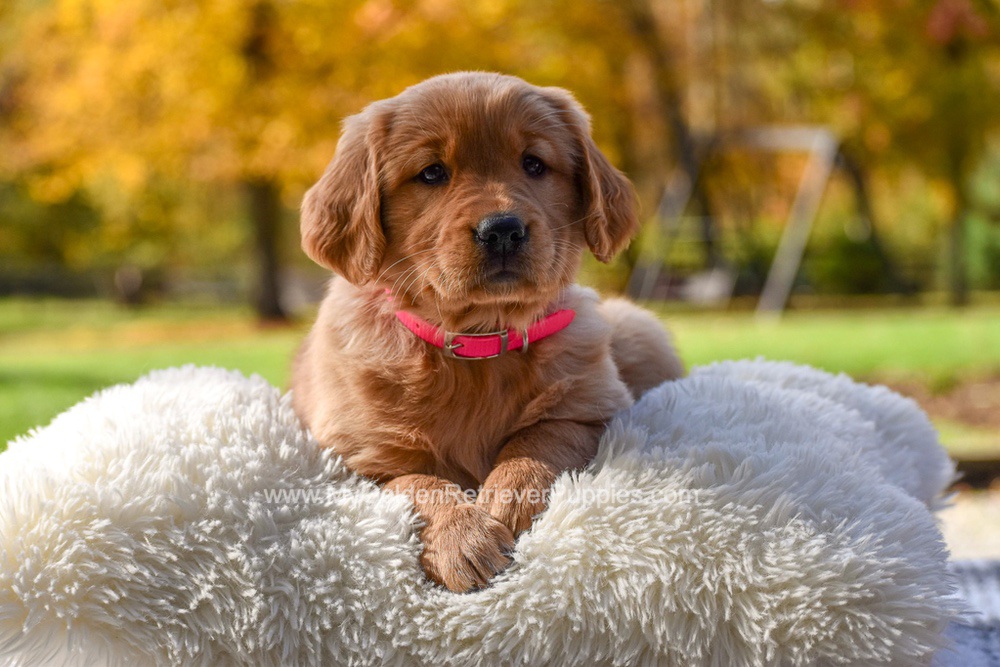 Mi-Yum Image of Mi-Yum, a Golden Retriever puppy