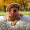 Image of Mi-Yum, a Golden Retriever puppy