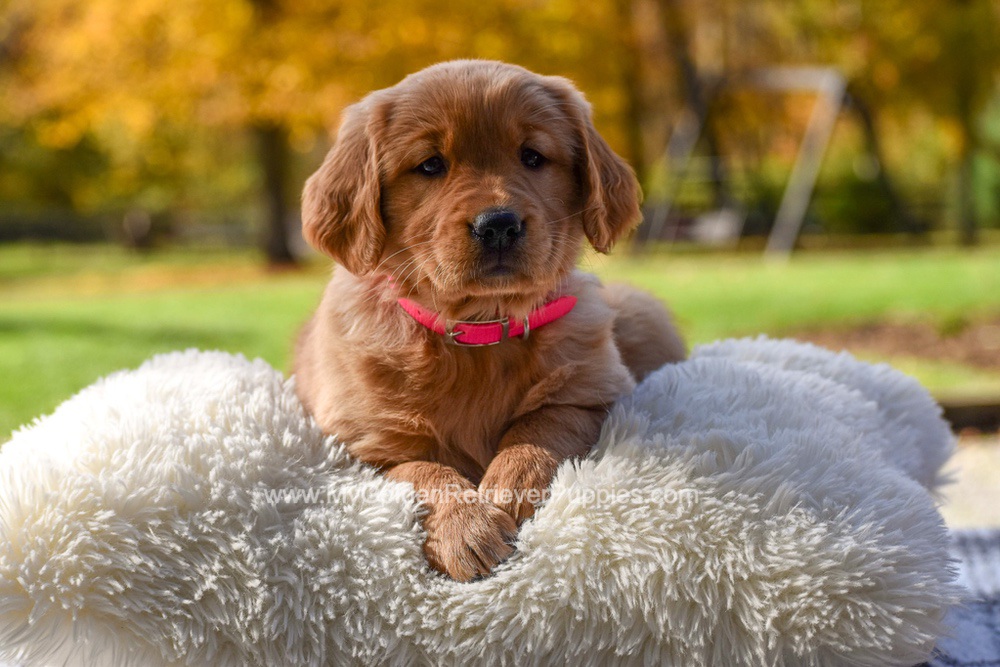 Mi-Yum Image of Mi-Yum, a Golden Retriever puppy