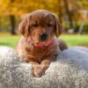 Image of Mi-Yum, a Golden Retriever puppy