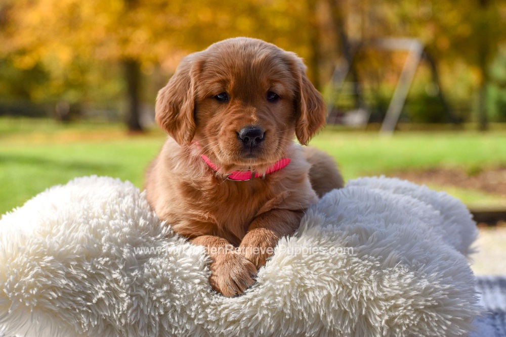 Mi-Yum Image of Mi-Yum, a Golden Retriever puppy