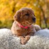 Image of Mi-Yum, a Golden Retriever puppy