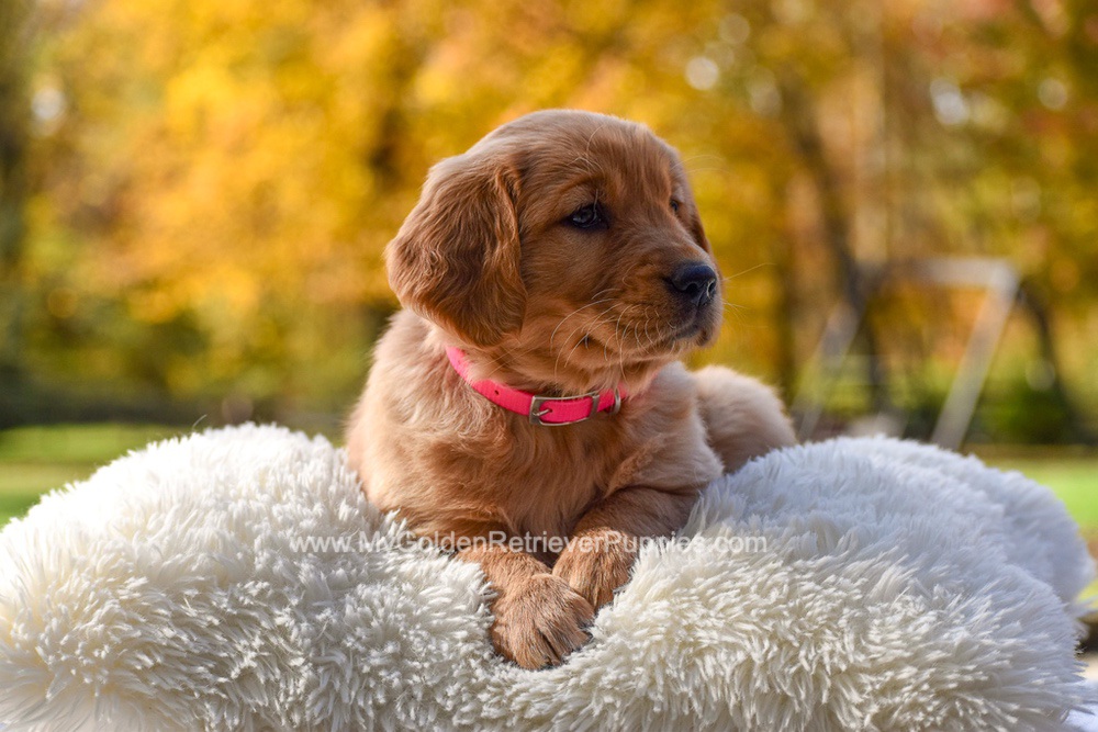 Mi-Yum Image of Mi-Yum, a Golden Retriever puppy