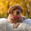 Image of Mi-Yum, a Golden Retriever puppy