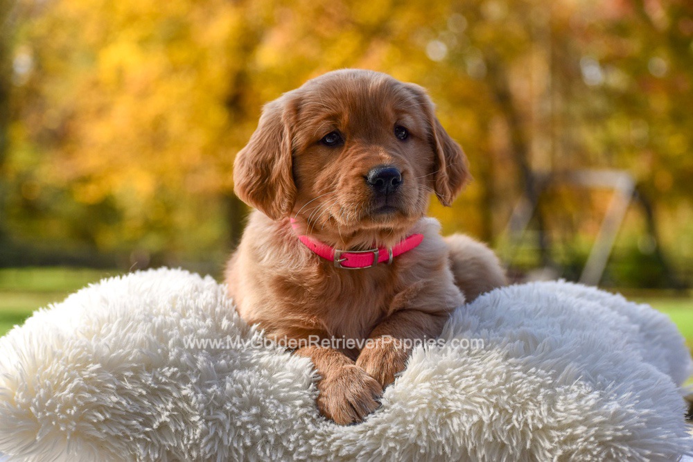 Mi-Yum Image of Mi-Yum, a Golden Retriever puppy