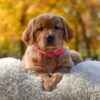 Image of Mi-Yum, a Golden Retriever puppy