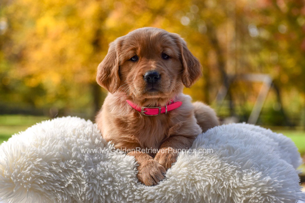 Mi-Yum Image of Mi-Yum, a Golden Retriever puppy